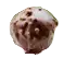Bombice